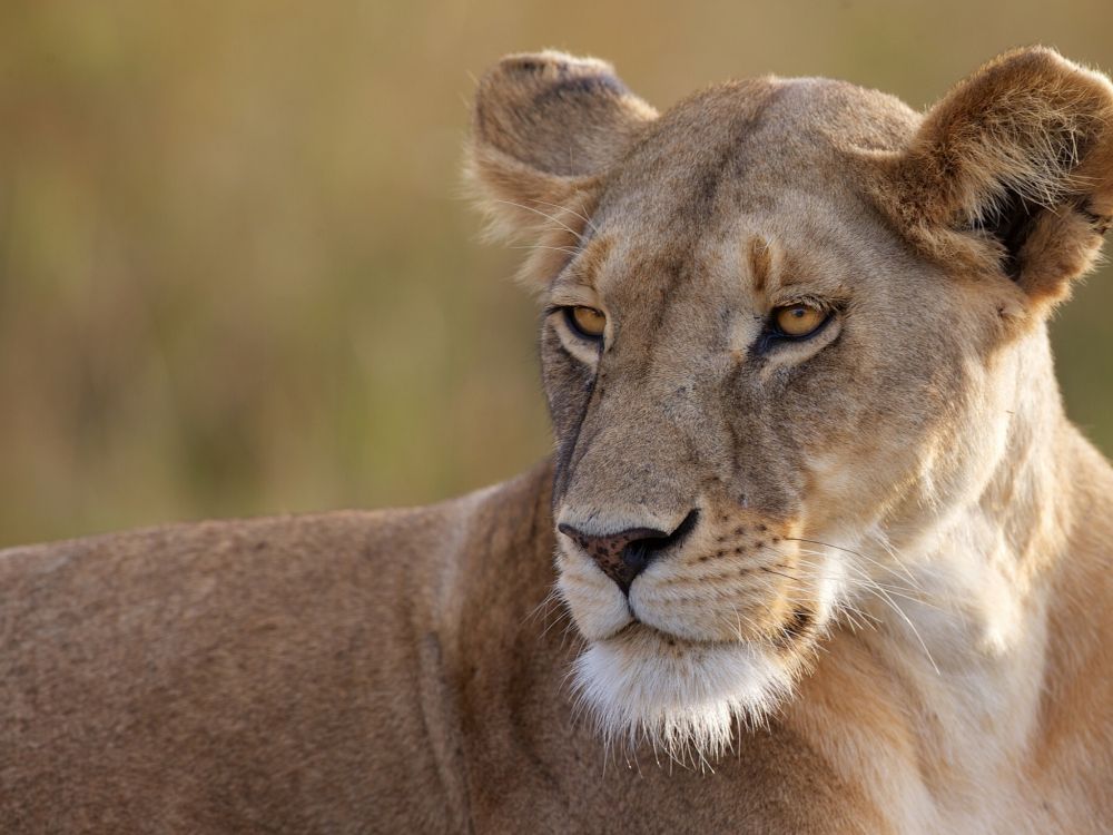 brown lioness on green grass during daytime