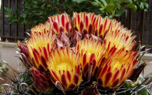 Image yellow and red flower in close up photography