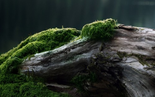 Image brown tree log beside green moss