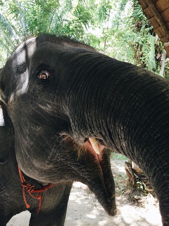 Los Elefantes y Mamuts, Elefantes Africanos, Los Animales Terrestres, Elefante Indio, Negro. Wallpaper in 2448x3264 Resolution