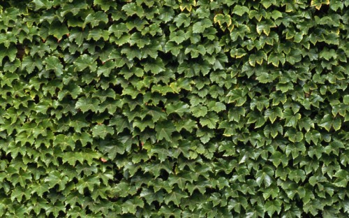 Image green leaves on brown soil