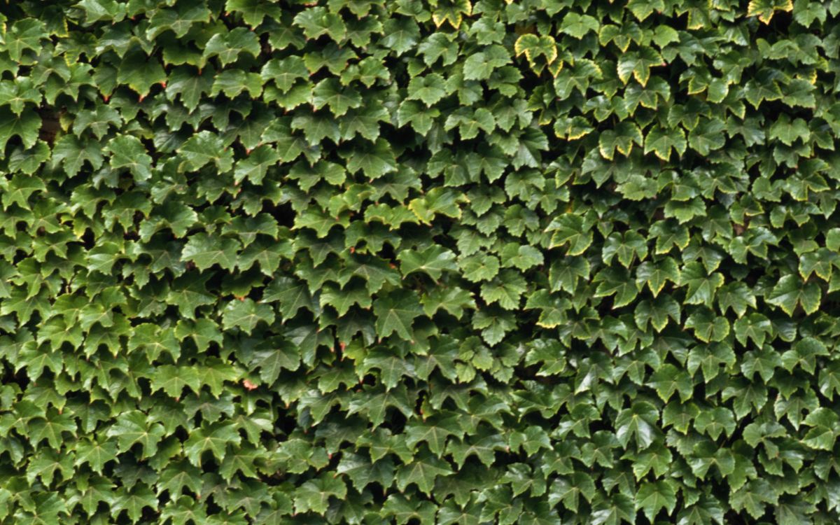 green leaves on brown soil