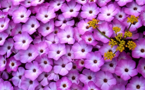 Image purple and white flowers in bloom