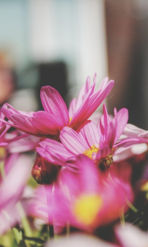 Image flora, flower, pink, plant, petal