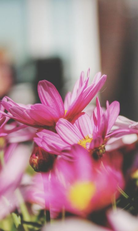 flora, flower, pink, plant, petal