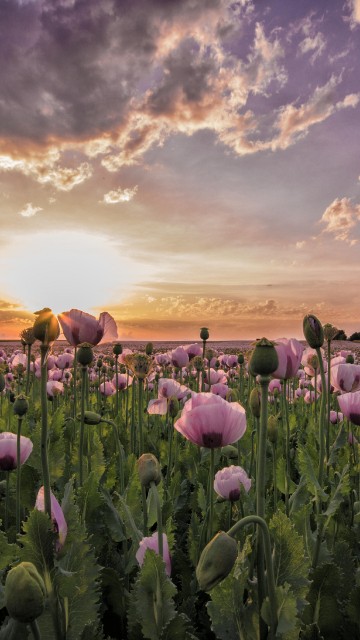 Image purple flower field under cloudy sky during daytime