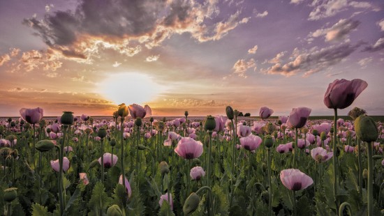 Image purple flower field under cloudy sky during daytime