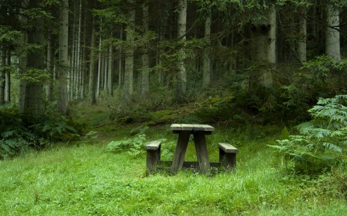 Image gray wooden bench on green grass field