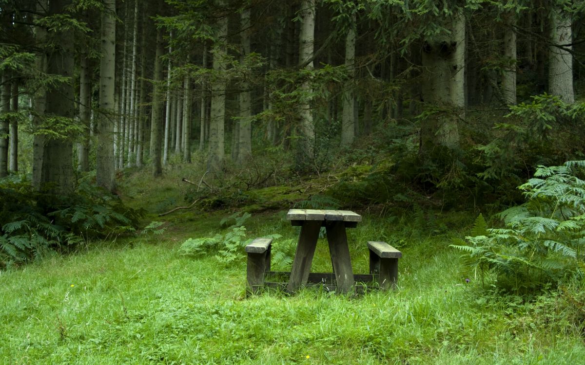 gray wooden bench on green grass field