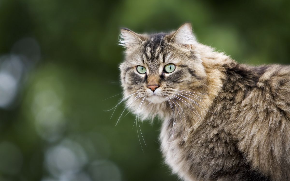 brown and black long fur cat