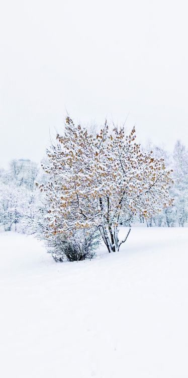 Winter, Baum, Chemie, Wissenschaft, Schnee. Wallpaper in 2600x5200 Resolution