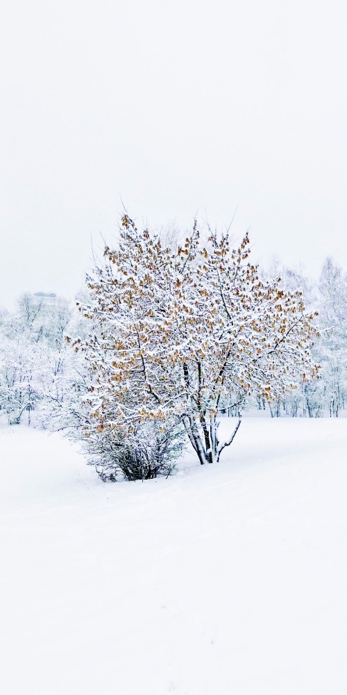 Image winter, tree, chemistry, science, snow