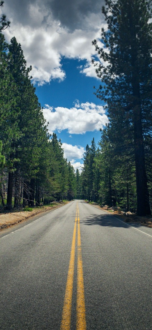 Image tree, cloud, plant, daytime, road surface