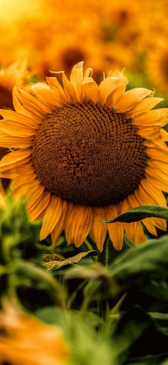 Sonnenblumenpexel, Blütenblatt, Licht, Botanik, Natur. Wallpaper in 1080x2340 Resolution