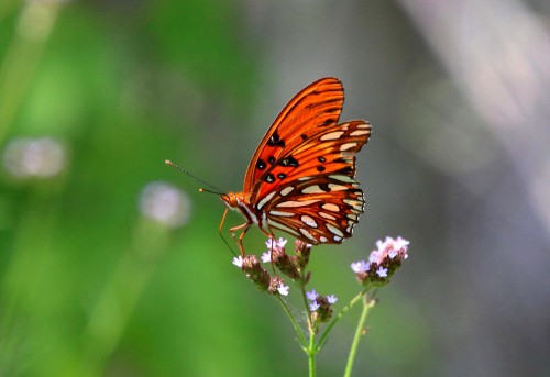 Image orange and black butterfly perched on purple flower in close up photography during daytime