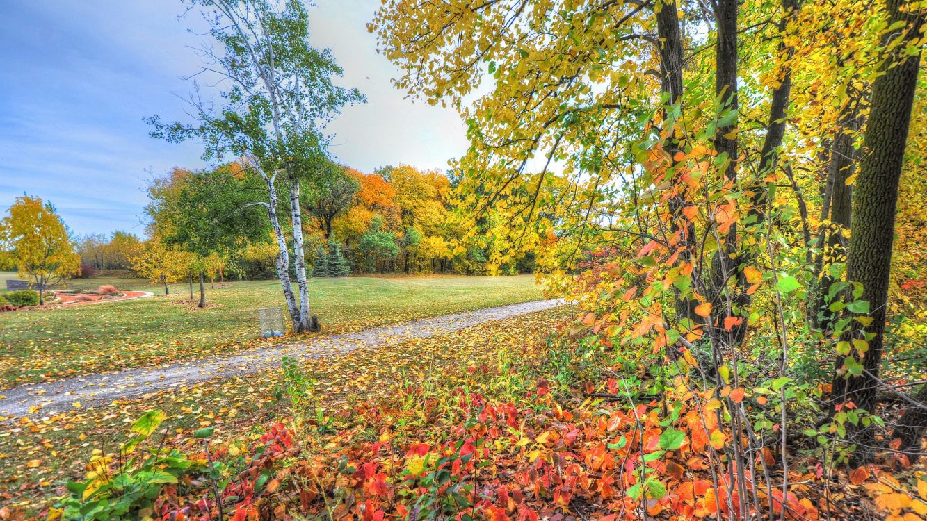 Wallpaper Green and Red Trees and Green Grass Field During Daytime ...