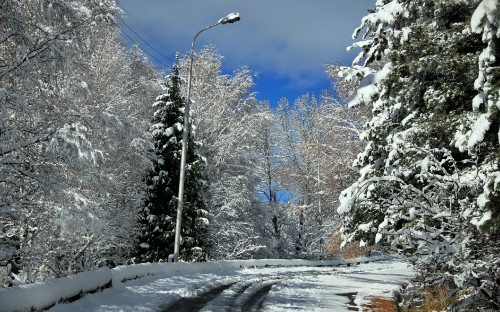 Image snow covered trees under blue sky during daytime