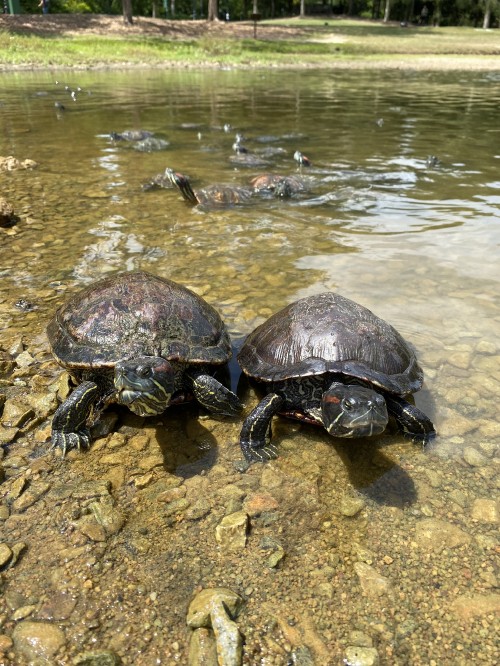 Image tortoise, common snapping turtle, water, turtles, pond turtles