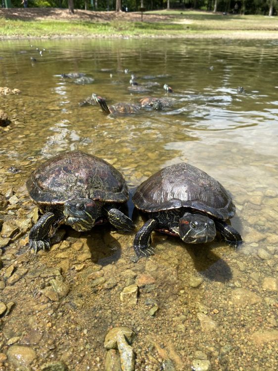 tortoise, common snapping turtle, water, turtles, pond turtles