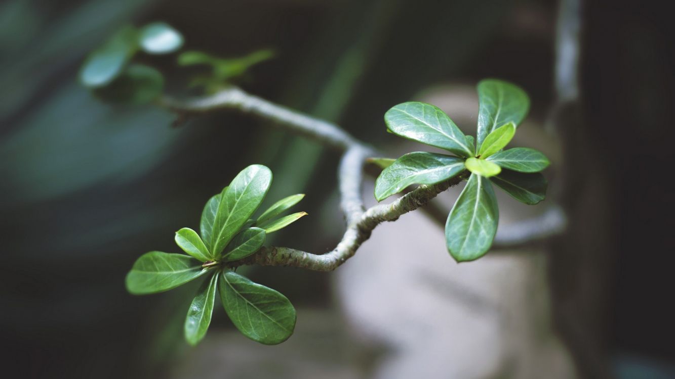 green leaves in tilt shift lens