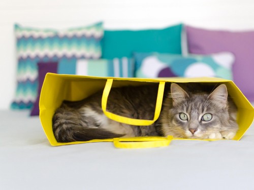 Image white and black cat in yellow plastic bucket