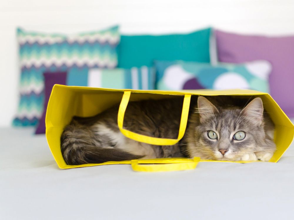 white and black cat in yellow plastic bucket