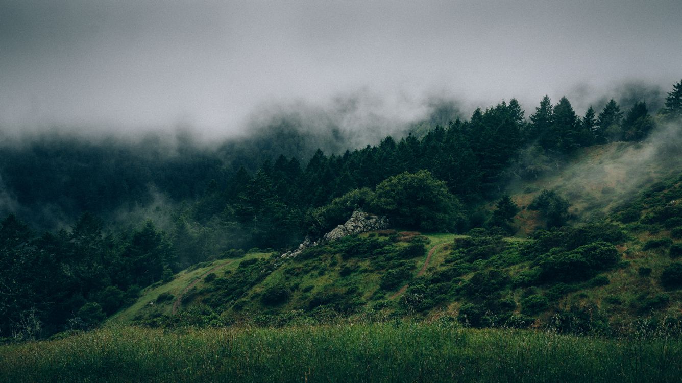 green grass field under gray clouds