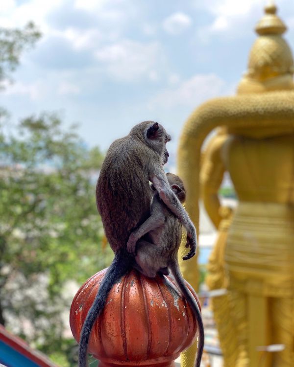 Temple, Singes du Vieux Monde, Sciences, Biologie, la Journée. Wallpaper in 3024x3780 Resolution