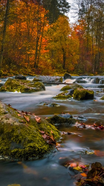 Image brown trees beside river during daytime