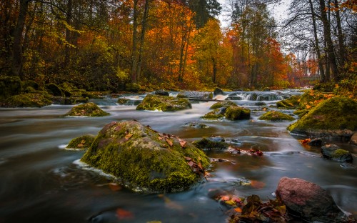 Image brown trees beside river during daytime