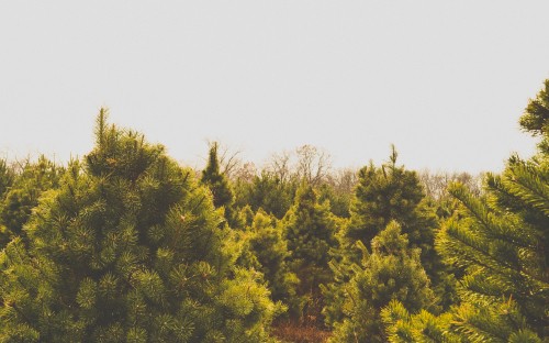 Image green and yellow trees under white sky during daytime