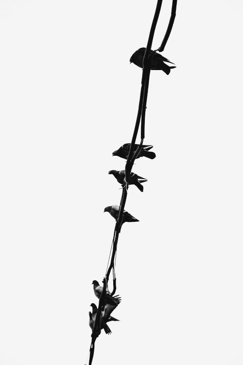 Oiseau Noir et Blanc Sur Une Branche D'arbre Noir. Wallpaper in 3648x5472 Resolution