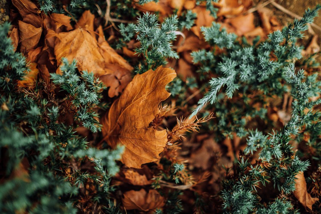 Braune Getrocknete Blätter Auf Grünem Gras. Wallpaper in 6000x4000 Resolution