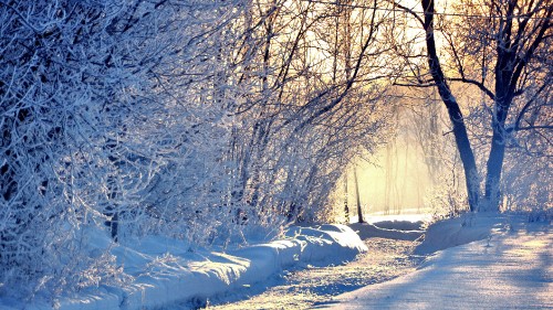 Image snow covered trees during daytime