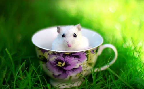 Image white mouse in white and purple floral ceramic mug