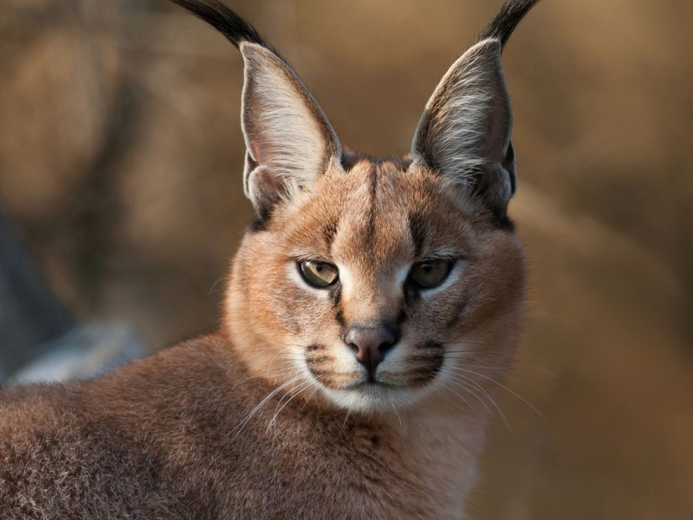 Gato Marrón y Negro en Fotografía de Cerca. Wallpaper in 2048x1536 Resolution