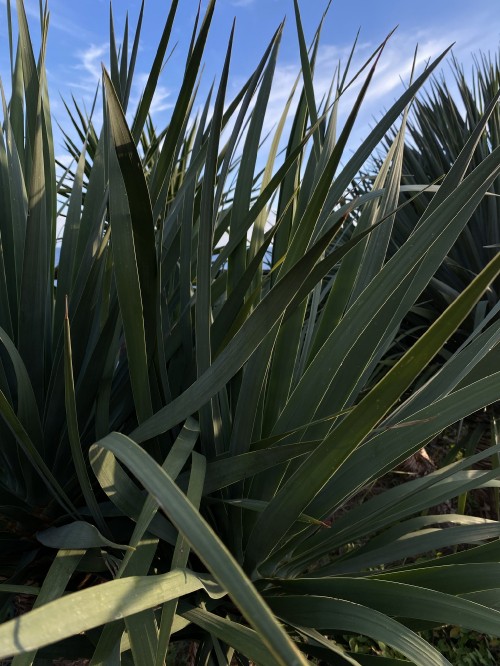 Image vegetation, leaf, plant stem, saw palmetto, plant community