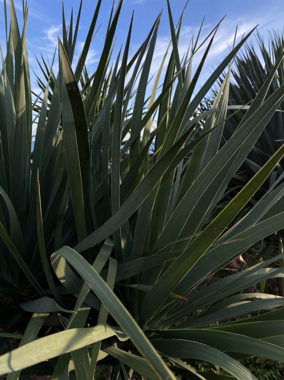 vegetation, leaf, plant stem, saw palmetto, plant community