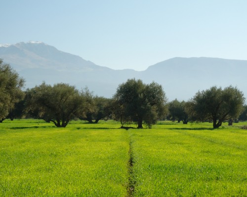 Image green grass field with trees and mountains in the distance