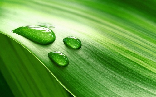 Image water droplets on green leaf