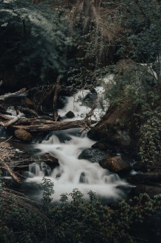 Wallpaper Stream, Rainforest, Watercourse, Water, Natural Landscape ...