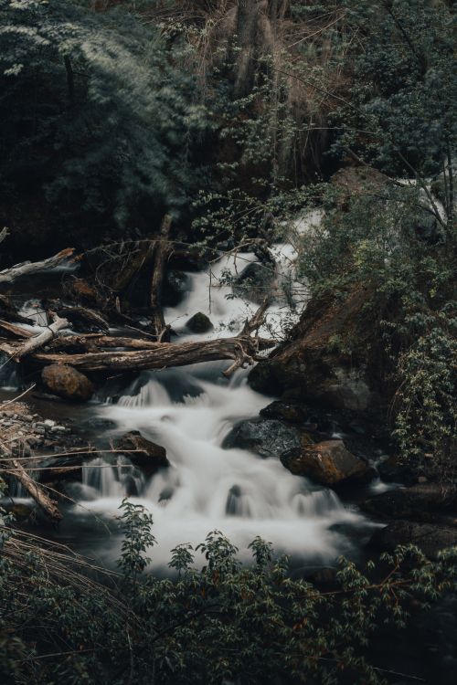 stream, rainforest, watercourse, water, natural landscape