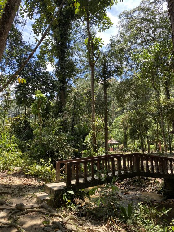 Naturaleza, Selva, la Vegetación, Entorno Natural, Puente. Wallpaper in 1536x2048 Resolution