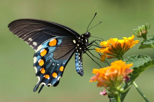 Image black white and orange butterfly perched on yellow flower