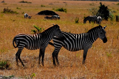 Image zebra on brown grass field during daytime