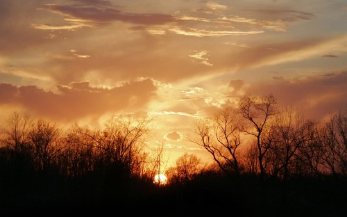 Image bare trees under cloudy sky during sunset