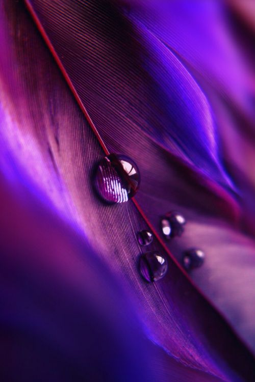 Water Droplets on Purple Leaf. Wallpaper in 1334x2000 Resolution