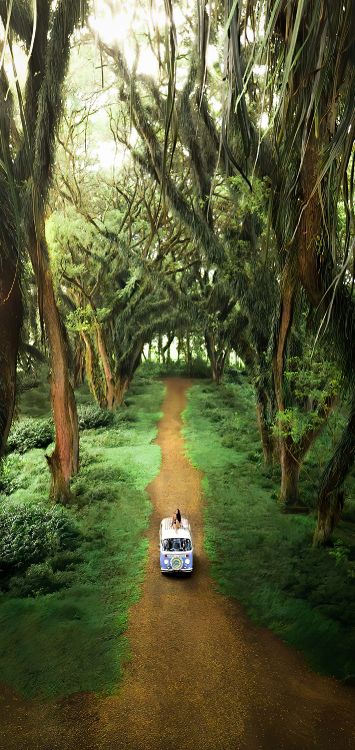 Hain, de Djawatan-Wald, Amtsträger, Natürlichen Umgebung, Naturlandschaft. Wallpaper in 1420x3000 Resolution