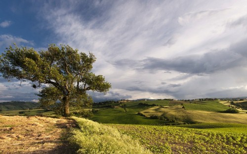 Image green grass field with leafless tree under cloudy sky during daytime