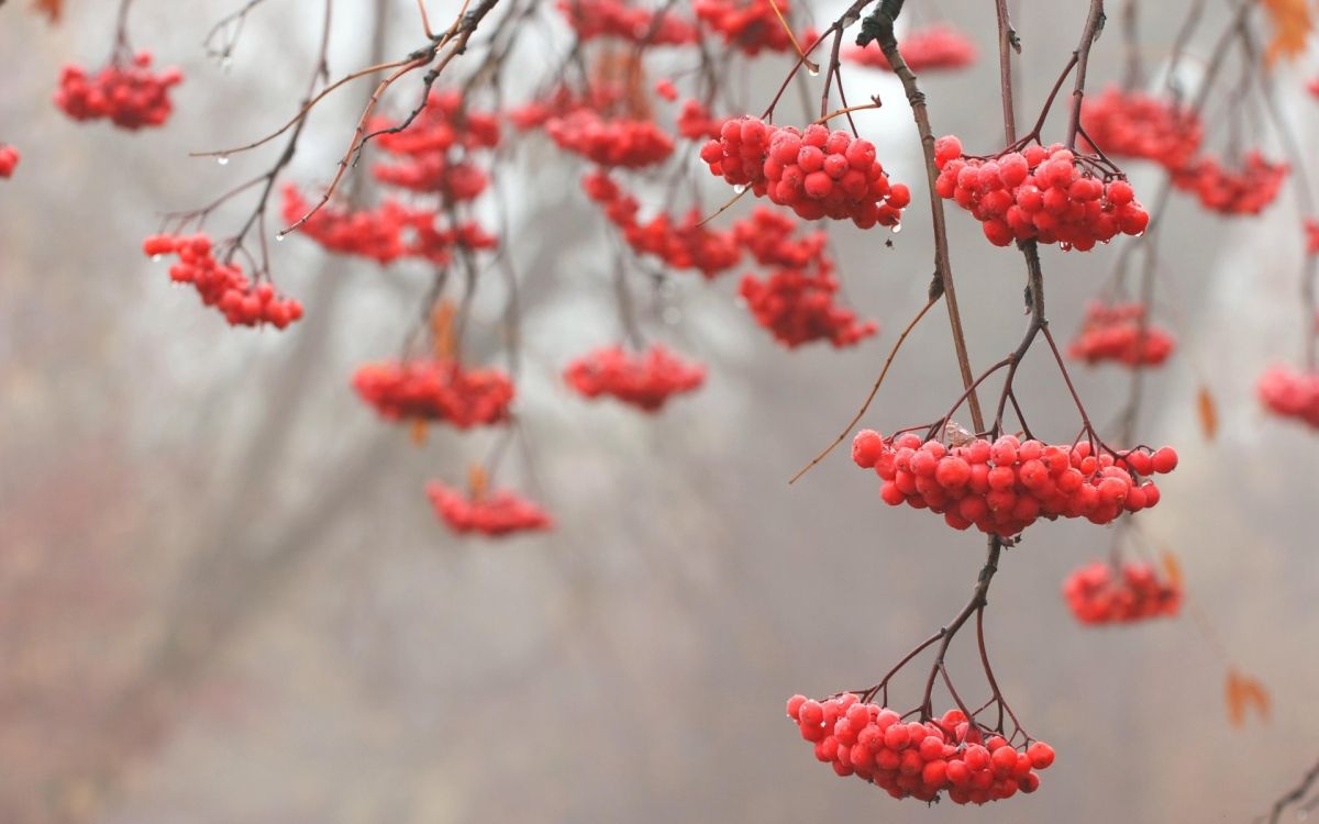 Fruits Ronds Rouges Sur Une Branche D'arbre. Wallpaper in 1920x1200 Resolution